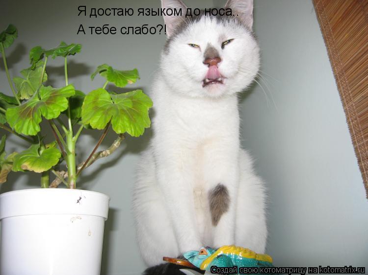 Я достаю языком до носа.. А тебе слабо?!... Котоматрица: Я достаю языком до носа.. А тебе слабо?!