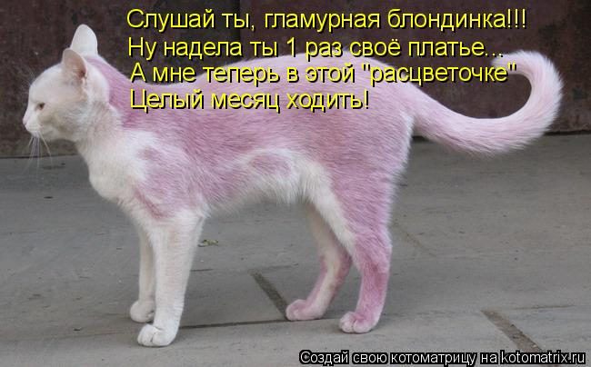 Слушай ты, гламурная блондинка!!! Ну надела ты 1 раз своё платье... Целый месяц ходить! А мне теперь ... Котоматрица: Слушай ты, гламурная блондинка!!! Ну надела ты 1 раз своё платье... Целый месяц ходить! А мне теперь в этой "расцветочке"