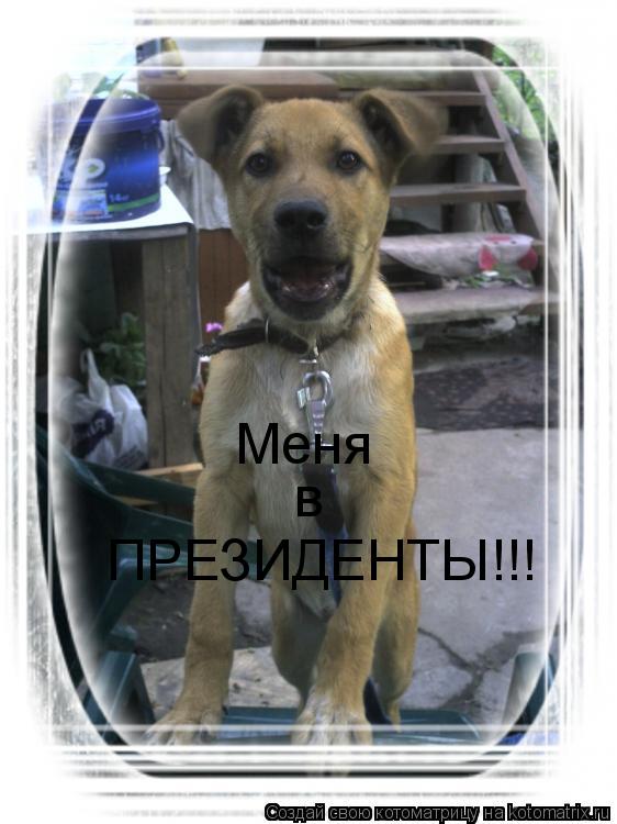 Меня в ПРЕЗИДЕНТЫ!!!... Котоматрица: Меня в ПРЕЗИДЕНТЫ!!!