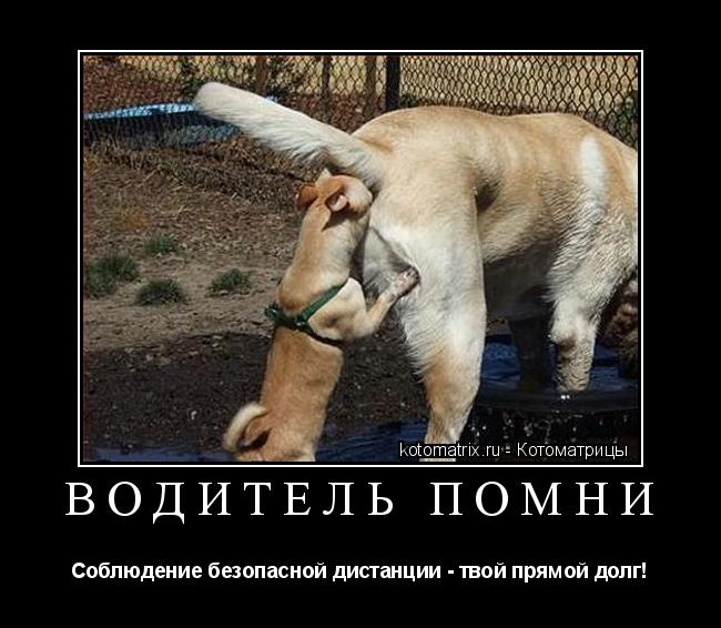водитель помни Соблюдение безопасной дистанции - твой прямой долг!... Котоматрица: водитель помни Соблюдение безопасной дистанции - твой прямой долг!