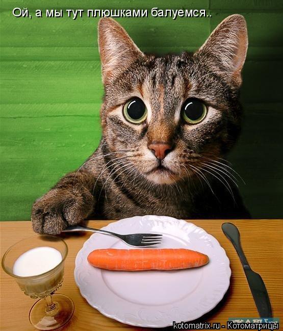 Ой, а мы тут плюшками балуемся..... Котоматрица: Ой, а мы тут плюшками балуемся..