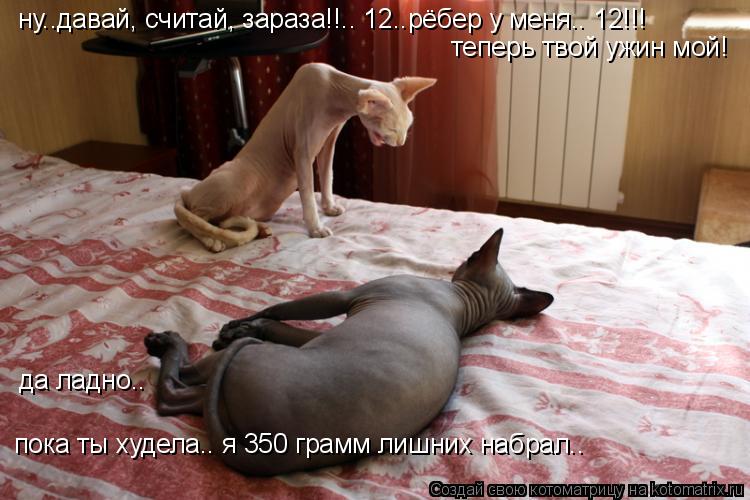 ну..давай, считай, зараза!!.. 12..рёбер у меня.. 12!!! теперь твой ужин мой! да ладно.. пока ты худе... Котоматрица: ну..давай, считай, зараза!!.. 12..рёбер у меня.. 12!!! теперь твой ужин мой! да ладно.. пока ты худела.. я 350 грамм лишних набрал..