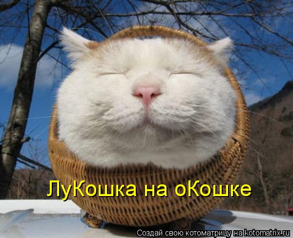 ЛуКошка на оКошке... Котоматрица: ЛуКошка на оКошке