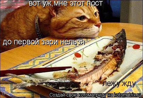 вот уж,мне этот пост до первой зари нельзя лежу жду... Котоматрица: вот уж,мне этот пост до первой зари нельзя лежу жду