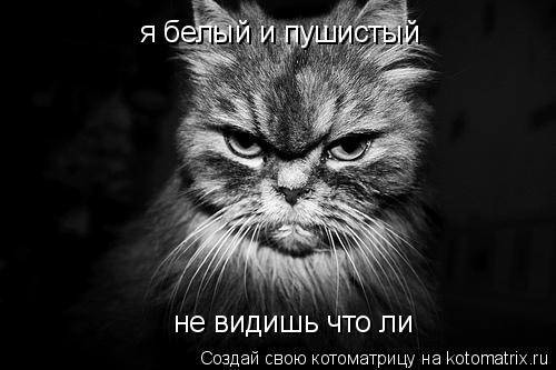 я белый и пушистый не видишь что ли... Котоматрица: я белый и пушистый не видишь что ли