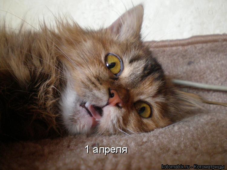 1 апреля 1 апреля... Котоматрица: 1 апреля 1 апреля