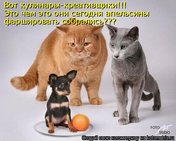 Вот кулинары-креативщики!!! Это чем это они сегодня апельсины фаршировать собрались???... Котоматрица: Вот кулинары-креативщики!!! Это чем это они сегодня апельсины фаршировать собрались???