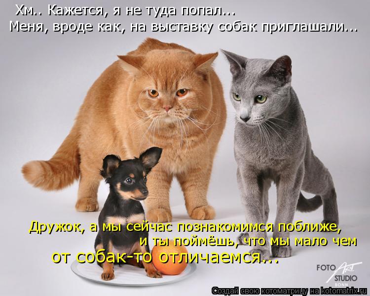 Хм.. Кажется, я не туда попал... Меня, вроде как, на выставку собак приглашали... Дружок, а мы сейча... Котоматрица: Хм.. Кажется, я не туда попал... Меня, вроде как, на выставку собак приглашали... Дружок, а мы сейчас познакомимся поближе, и ты поймёшь, что мы м