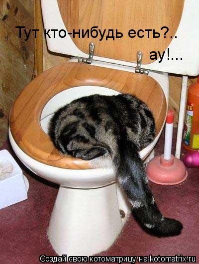 Тут кто-нибудь есть?.. ау!...... Котоматрица: Тут кто-нибудь есть?.. ау!...