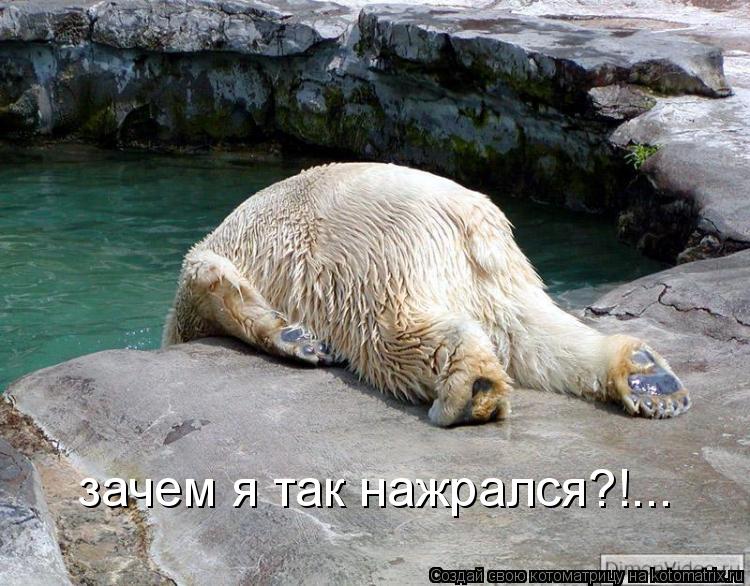 зачем я так нажрался?!...... Котоматрица: зачем я так нажрался?!...