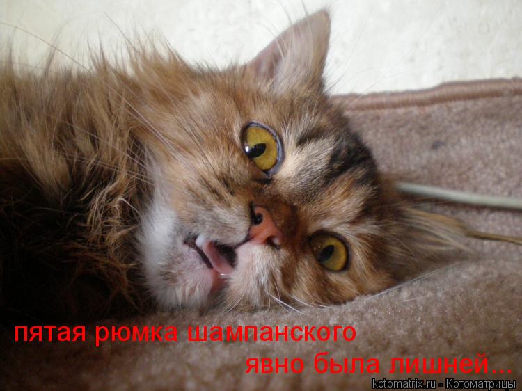 пятая рюмка шампанского явно была лишней...... Котоматрица: пятая рюмка шампанского явно была лишней...