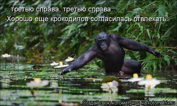 ..третью справа, третью справа.. хорошо еще крокодилов согласилась отвлекать.. ..третью справа, треть... Котоматрица: ..третью справа, третью справа.. хорошо еще крокодилов согласилась отвлекать.. ..третью справа, третью справа.. хорошо еще крокодилов согласи