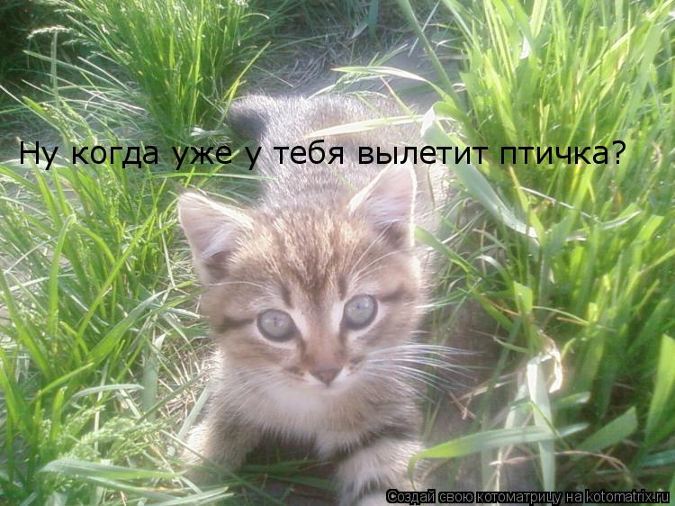 Ну когда уже у тебя вылетит птичка?... Котоматрица: Ну когда уже у тебя вылетит птичка?