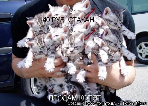 ПРОДАМ КОТЯТ 40 РУБ. СТАКАН... Котоматрица: ПРОДАМ КОТЯТ 40 РУБ. СТАКАН