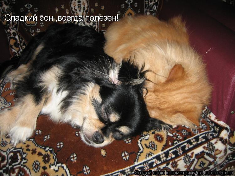 Сладкий сон ,всегда полезен!... Котоматрица: Сладкий сон ,всегда полезен!