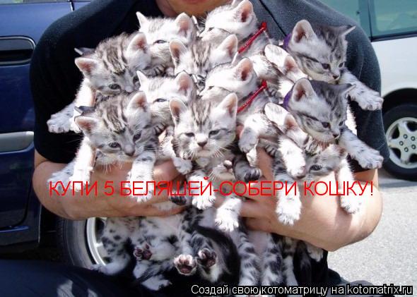КУПИ 5 БЕЛЯШЕЙ-СОБЕРИ КОШКУ!... Котоматрица: КУПИ 5 БЕЛЯШЕЙ-СОБЕРИ КОШКУ!