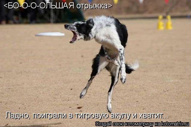 <БО-О-О-ОЛЬШАЯ отрыжка> Ладно, поиграли в тигровую акулу и хватит...... Котоматрица: <БО-О-О-ОЛЬШАЯ отрыжка> Ладно, поиграли в тигровую акулу и хватит...