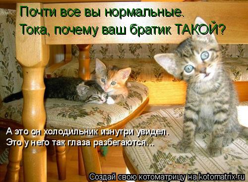 Почти все вы нормальные. Тока, почему ваш братик ТАКОЙ? А это он холодильник изнутри увидел. Это у не... Котоматрица: Почти все вы нормальные. Тока, почему ваш братик ТАКОЙ? А это он холодильник изнутри увидел. Это у него так глаза разбегаются...