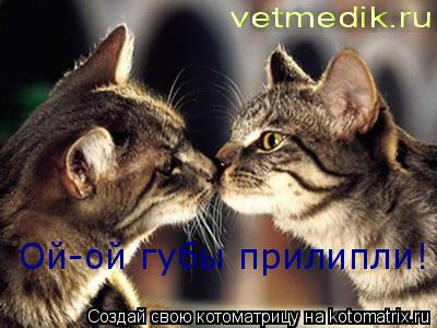 Ой-ой губы прилипли!... Котоматрица: Ой-ой губы прилипли!