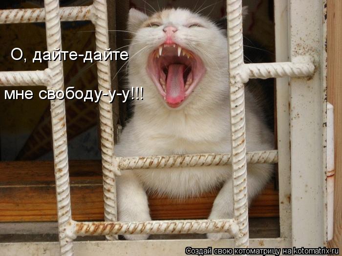 О, дайте-дайте мне свободу-у-у!!!... Котоматрица: О, дайте-дайте мне свободу-у-у!!!