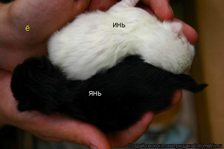 инь янь ё... Котоматрица: инь янь ё