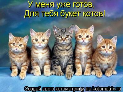 У меня уже готов, Для тебя букет котов!... Котоматрица: У меня уже готов, Для тебя букет котов!
