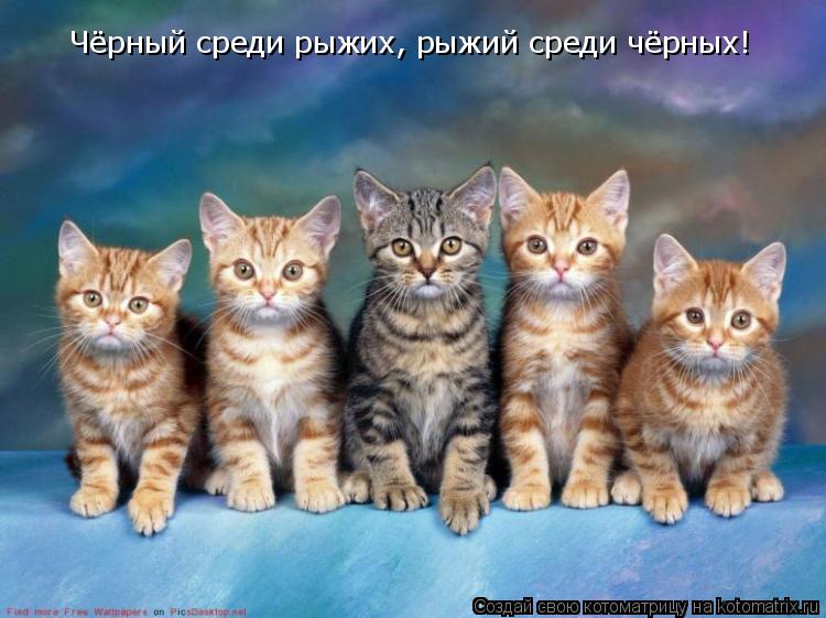 Чёрный среди рыжих, рыжий среди чёрных!... Котоматрица: Чёрный среди рыжих, рыжий среди чёрных!