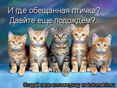 И где обещанная птичка? Давйте еще подождем?...... Котоматрица: И где обещанная птичка? Давйте еще подождем?...