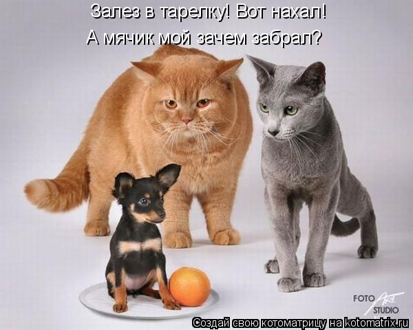 Залез в тарелку! Вот нахал! А мячик мой зачем забрал?... Котоматрица: Залез в тарелку! Вот нахал! А мячик мой зачем забрал?