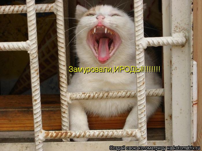 Замуровали,ИРОДЫ!!!!!!!!... Котоматрица: Замуровали,ИРОДЫ!!!!!!!!