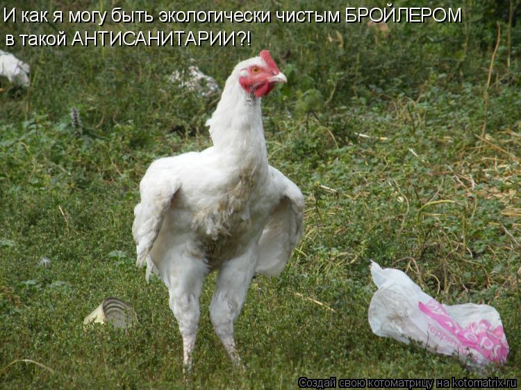 И как я могу быть экологически чистым БРОЙЛЕРОМ в такой АНТИСАНИТАРИИ?!... Котоматрица: И как я могу быть экологически чистым БРОЙЛЕРОМ в такой АНТИСАНИТАРИИ?!