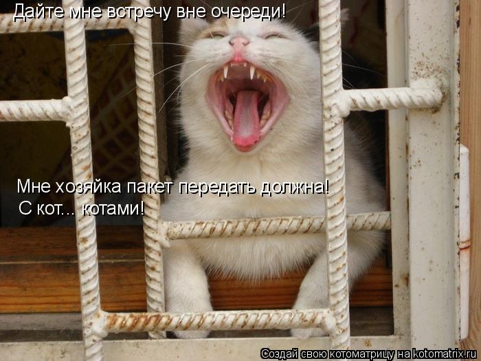 Дайте мне встречу вне очереди! Мне хозяйка пакет передать должна! С кот... котами!... Котоматрица: Дайте мне встречу вне очереди! Мне хозяйка пакет передать должна! С кот... котами!