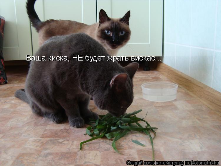 Ваша киска, НЕ будет жрать вискас...... Котоматрица: Ваша киска, НЕ будет жрать вискас...