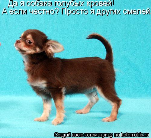 Да я собака голубых кровей! А если честно? Просто я других смелей...... Котоматрица: Да я собака голубых кровей! А если честно? Просто я других смелей...