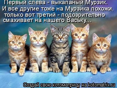 Первый слева - выкапаный Мурзик. И все другие тоже на Мурзика похожи. только вот третий - подозритель... Котоматрица: Первый слева - выкапаный Мурзик. И все другие тоже на Мурзика похожи. только вот третий - подозрительно смахивает на нашего Ваську...