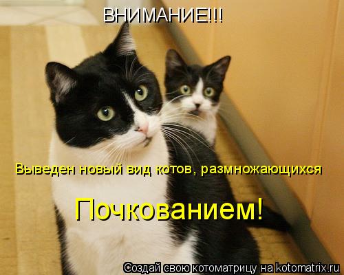ВНИМАНИЕ!!! Выведен новый вид котов, размножающихся Почкованием!... Котоматрица: ВНИМАНИЕ!!! Выведен новый вид котов, размножающихся Почкованием!