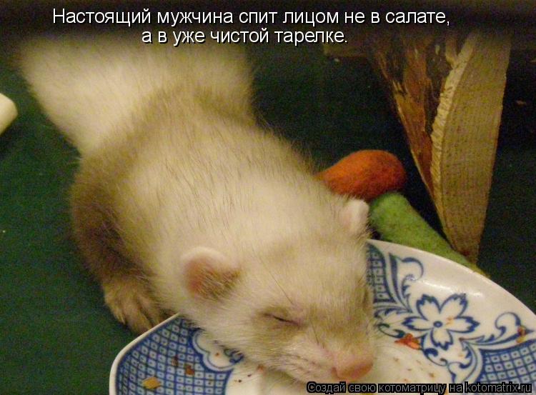 Настоящий мужчина спит лицом не в салате, а в уже чистой тарелке.... Котоматрица: Настоящий мужчина спит лицом не в салате, а в уже чистой тарелке.