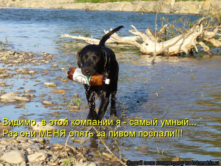 Котоматрица: Видимо, в этой компании я - самый умный... Раз они МЕНЯ опять за пивом послали!!!