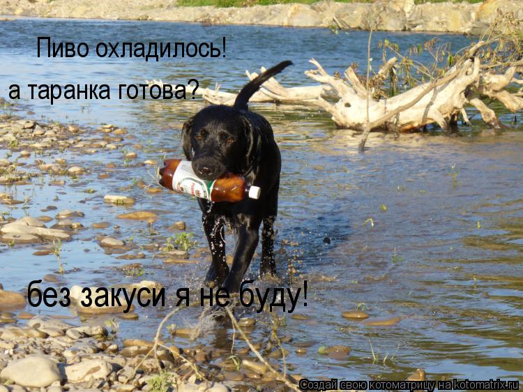 Пиво охладилось! а таранка готова? без закуси я не буду!... Котоматрица: Пиво охладилось! а таранка готова? без закуси я не буду!