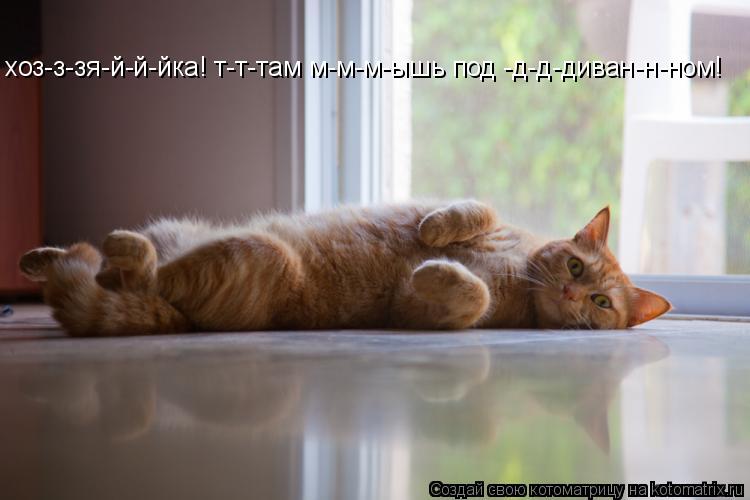 хоз-з-зя-й-й-йка! т-т-там м-м-м-ышь под -д-д-диван-н-ном!... Котоматрица: хоз-з-зя-й-й-йка! т-т-там м-м-м-ышь под -д-д-диван-н-ном!