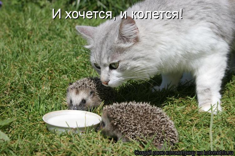 И хочется, и колется!... Котоматрица: И хочется, и колется!