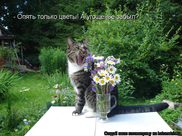 - Опять только цветы! А угощенье забыл?... Котоматрица: - Опять только цветы! А угощенье забыл?