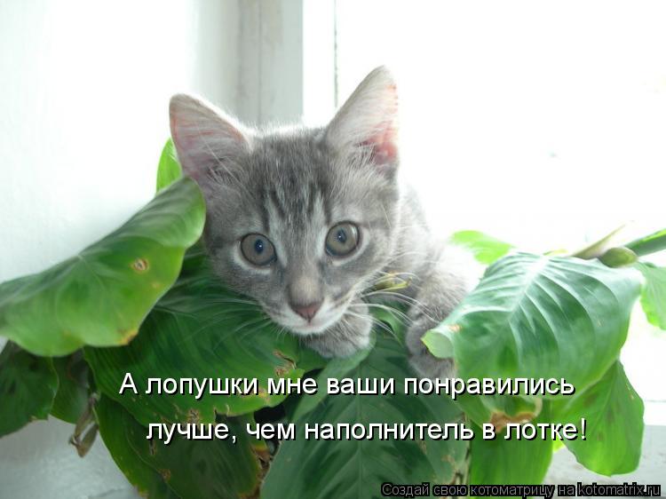 А лопушки мне ваши понравились лучше, чем наполнитель в лотке!... Котоматрица: А лопушки мне ваши понравились лучше, чем наполнитель в лотке!