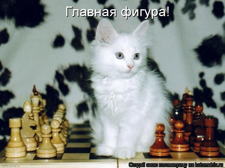 Главная фигура!... Котоматрица: Главная фигура!