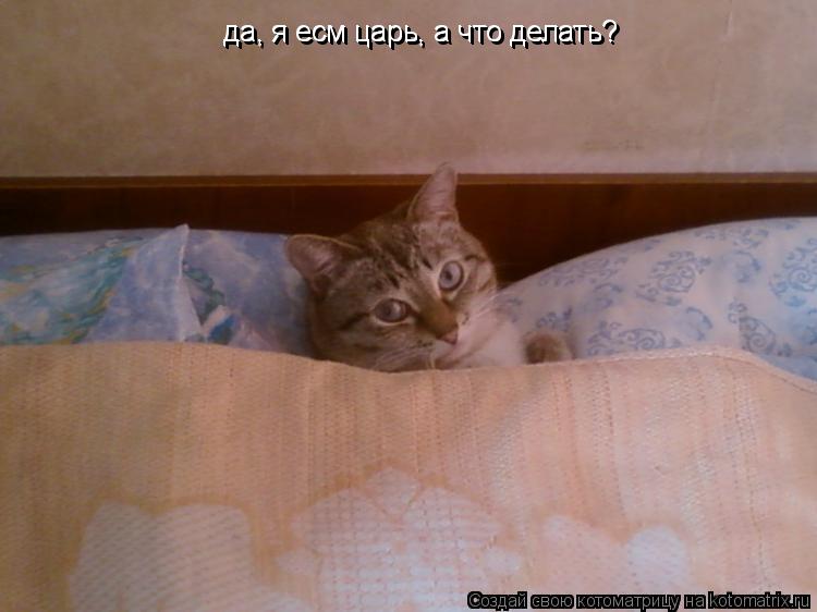 да, я есм царь, а что делать? да, я есм царь, а что делать?... Котоматрица: да, я есм царь, а что делать? да, я есм царь, а что делать?