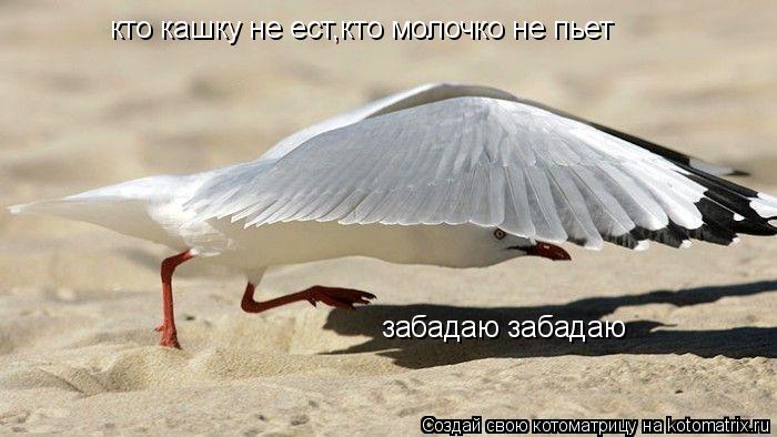 кто кашку не ест,кто молочко не пьет забадаю забадаю... Котоматрица: кто кашку не ест,кто молочко не пьет забадаю забадаю