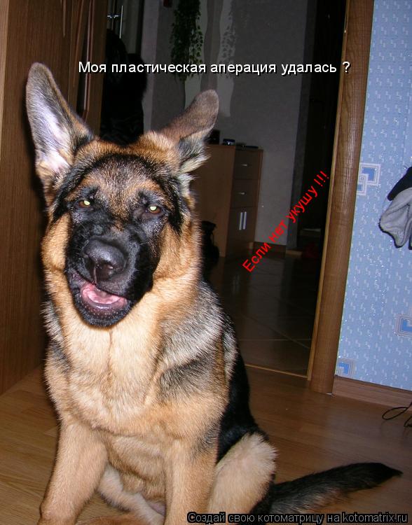 Моя пластическая аперация удалась ? Если нет укушу !!!... Котоматрица: Моя пластическая аперация удалась ? Если нет укушу !!!