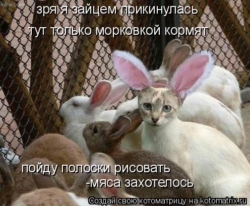 зря я зайцем прикинулась тут только морковкой кормят пойду полоски рисовать -мяса захотелось... Котоматрица: зря я зайцем прикинулась тут только морковкой кормят пойду полоски рисовать -мяса захотелось