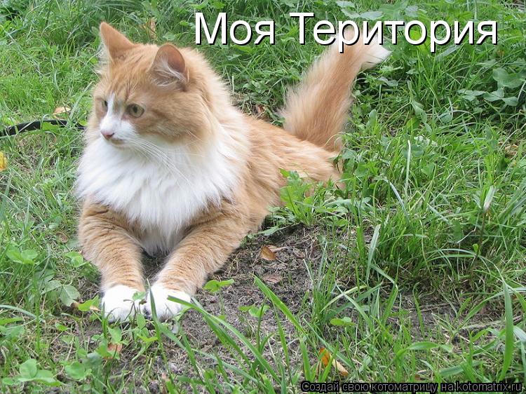 Моя Територия... Котоматрица: Моя Територия