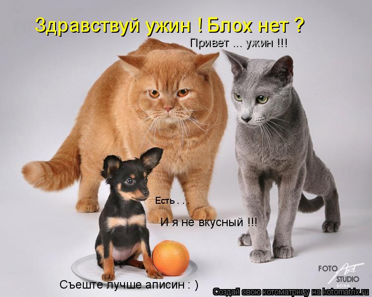 Здравствуй ужин ! Блох нет ? Есть . . . И я не вкусный !!! Привет ... ужин !!! Съеште лучше аписин : ... Котоматрица: Здравствуй ужин ! Блох нет ? Есть . . . И я не вкусный !!! Привет ... ужин !!! Съеште лучше аписин : )